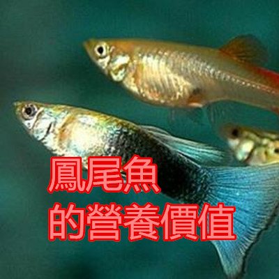 鳳尾魚的營養價值.jpg