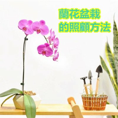 蘭花盆栽的照顧方法.jpg