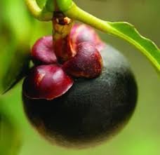 mangosteen.jpg