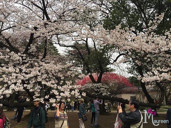 新宿御苑37.JPG