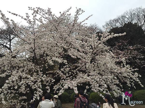 新宿御苑39.JPG