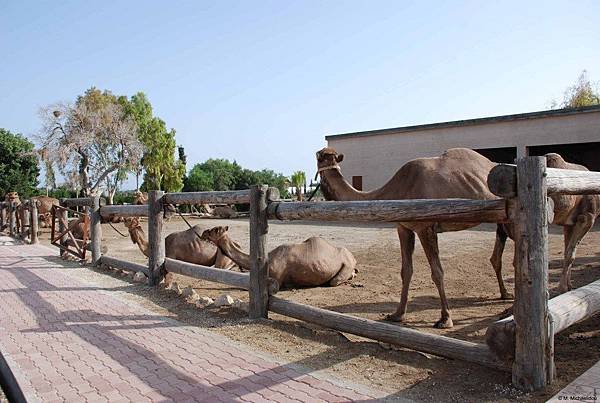 Camel-Park_7392.jpeg