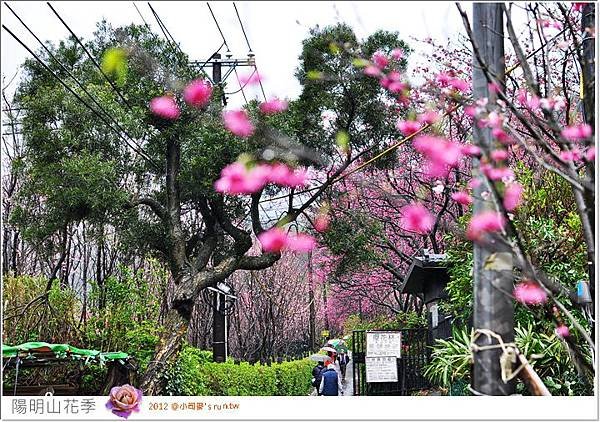2012小司麥-【台北】2012陽明山花季 (33).JPG