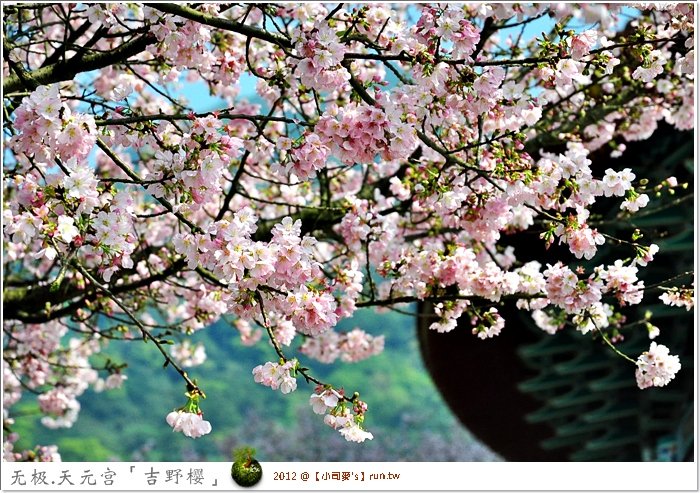 2012小司麥-天元宮吉野櫻  (25)