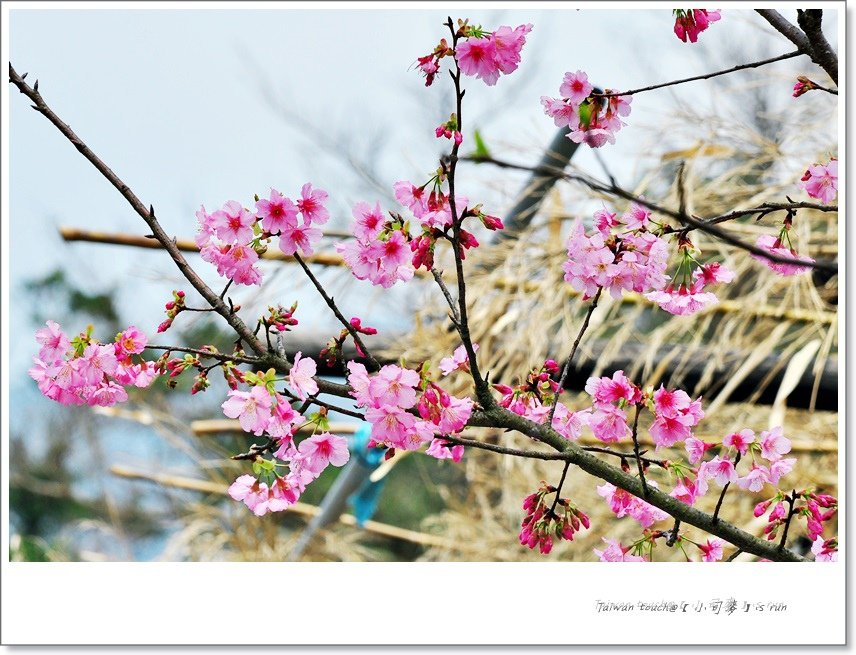 小司麥-陽明山花季  (11)