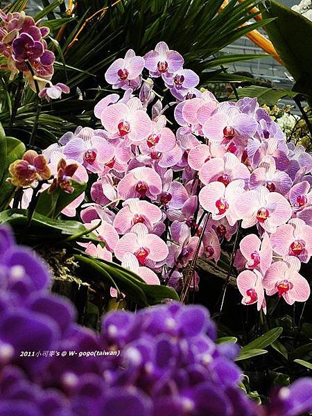 小司麥2011-花博- (32).JPG