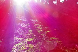violet light