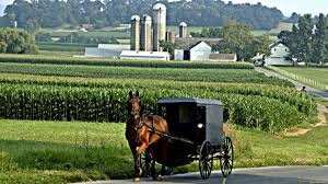 amish5.jpg