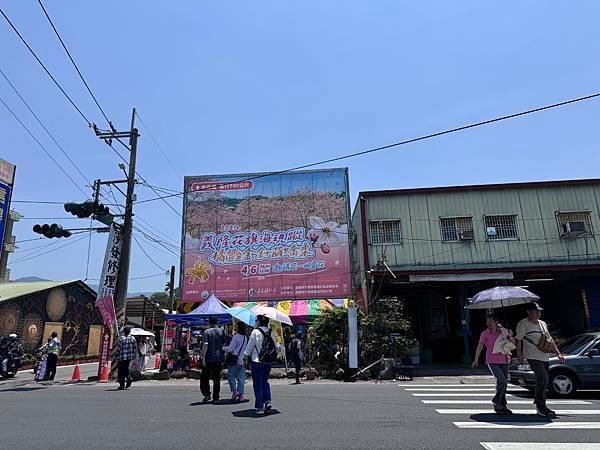 粉紅花旗木炸開【嘉義竹崎】即時今日花況 I 秘境小村莊 I 