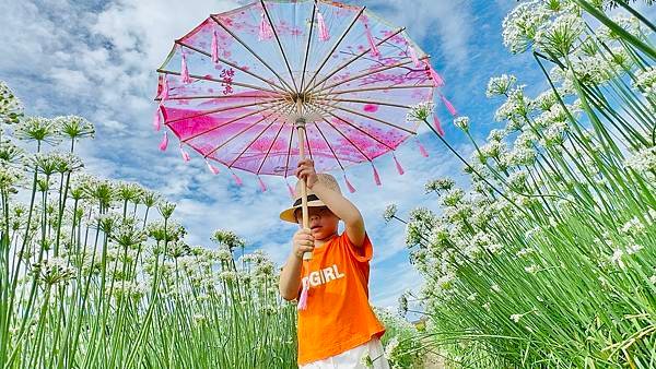 最新花況【2024桃園韭菜花節】浪漫「9月雪」就在大溪！還有