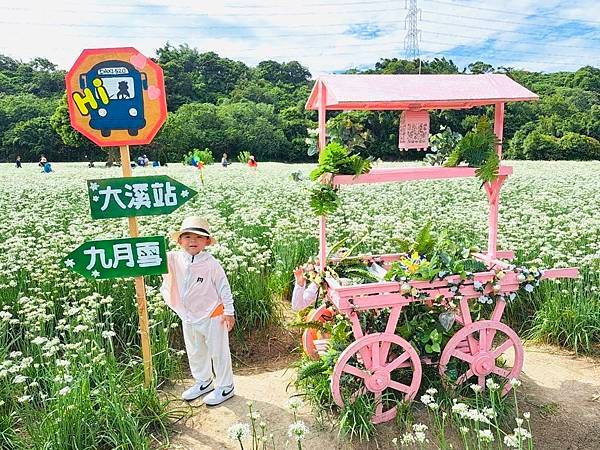 最新花況【2024桃園韭菜花節】浪漫「9月雪」就在大溪！還有