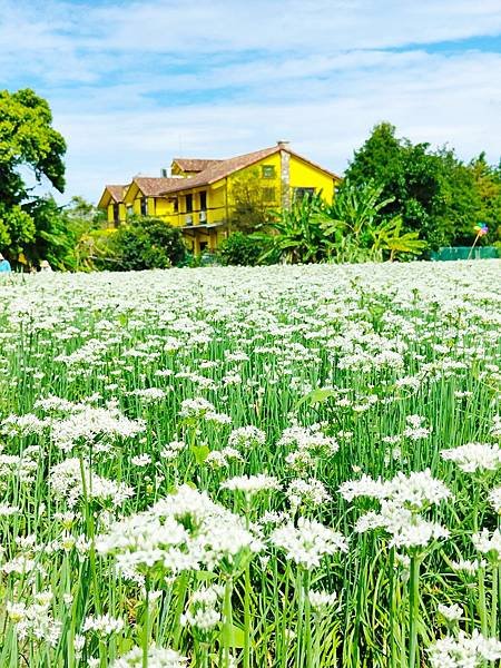 最新花況【2024桃園韭菜花節】浪漫「9月雪」就在大溪！還有