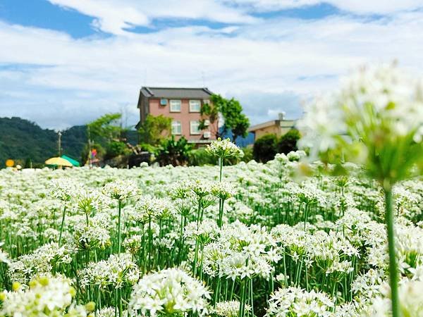 最新花況【2024桃園韭菜花節】浪漫「9月雪」就在大溪！還有