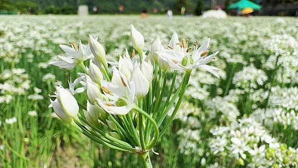 最新花況【2024桃園韭菜花節】浪漫「9月雪」就在大溪！還有