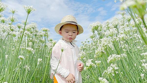 最新花況【2024桃園韭菜花節】浪漫「9月雪」就在大溪！還有