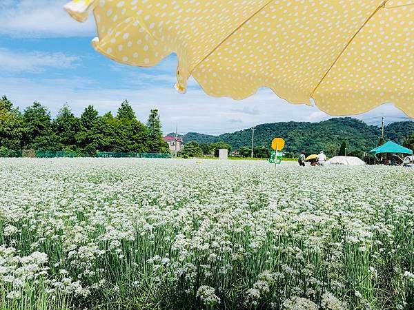 最新花況【2024桃園韭菜花節】浪漫「9月雪」就在大溪！還有