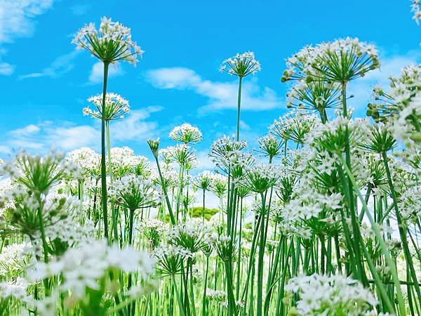 最新花況【2024桃園韭菜花節】浪漫「9月雪」就在大溪！還有