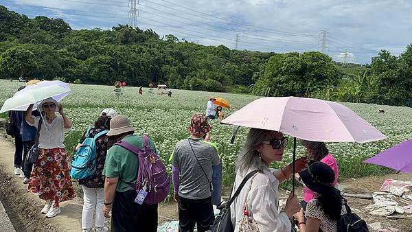 最新花況【2024桃園韭菜花節】浪漫「9月雪」就在大溪！還有