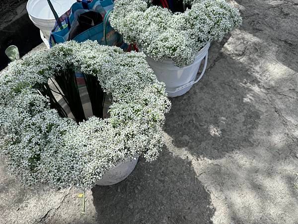 最新花況【2024桃園韭菜花節】浪漫「9月雪」就在大溪！還有