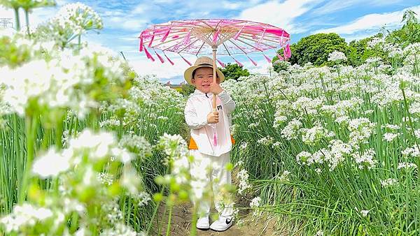 最新花況【2024桃園韭菜花節】浪漫「9月雪」就在大溪！還有