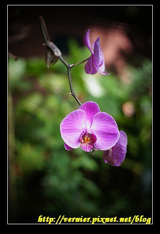 花朵近拍