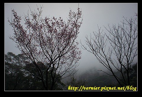 煙雨朦朧中的櫻花