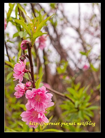 天元宮櫻花18