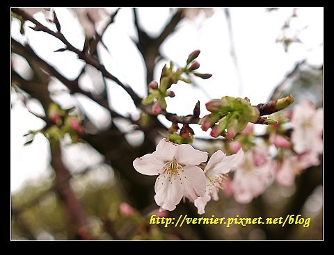 天元宮櫻花27