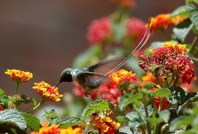 Peruvian Sheartail 30.JPG