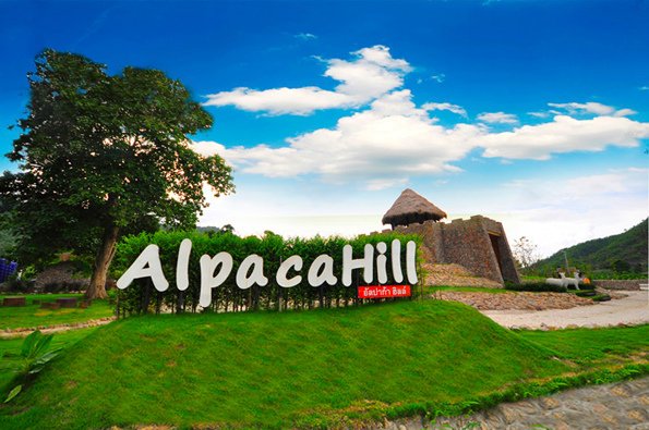 Alpaca Hill-0.jpg