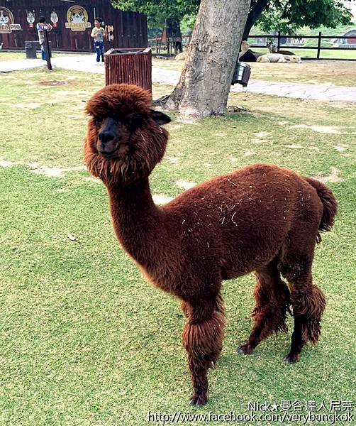 Alpaca Hill-6.jpg