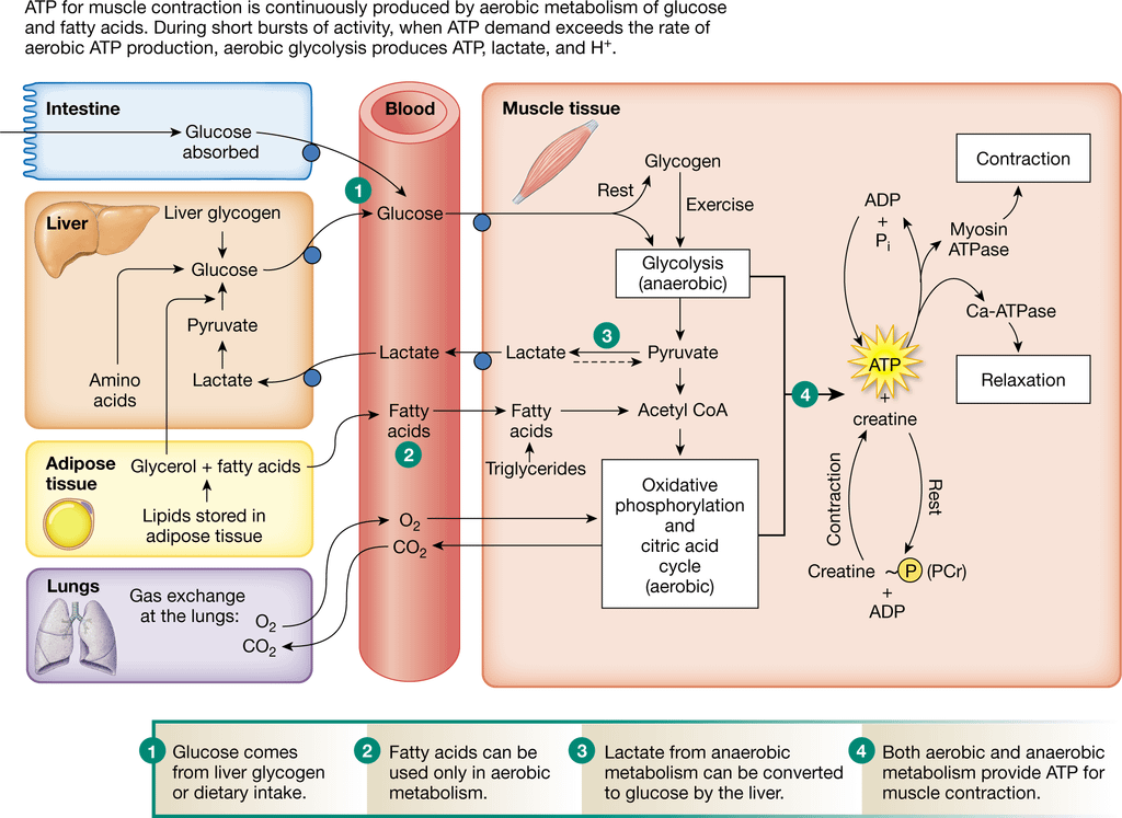 ATP production during exercise.png