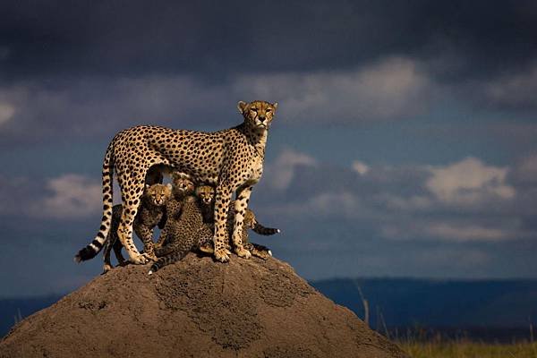 07-cheetah-gallery-6194999_uploadsmember1020519yourshot-1020519-6194999jpg_fo63hppuxubwftihc4do4ytxdhp3eflutfvvbpyjwjhzlmh4iziq_2000x1333.jpg