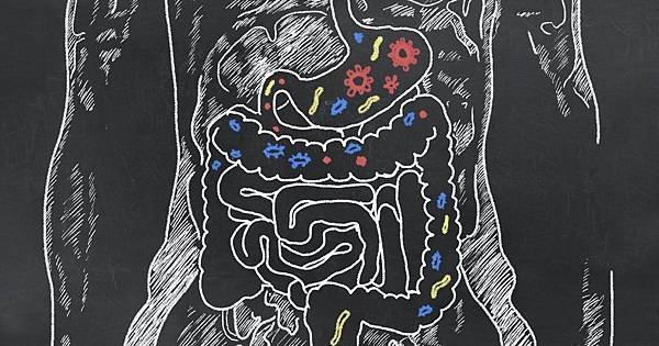 digestion system.jpg