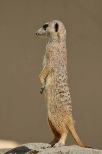 Meerkat standing at full alert.jpeg