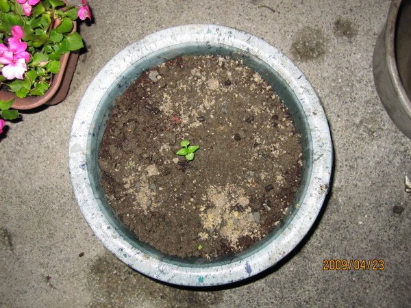 九層塔植株.JPG