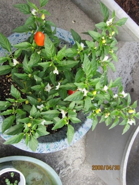 重新開花的辣椒.JPG