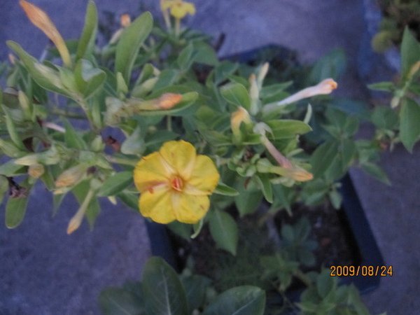 煮飯花.JPG