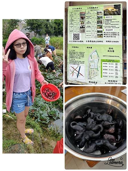 馬祖新村眷村文創園區-集章活動,和平濕地採菱角