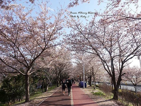 [韓國釜山] 釜山賞櫻地點推薦 ! 三樂生態公園 (三樂江邊