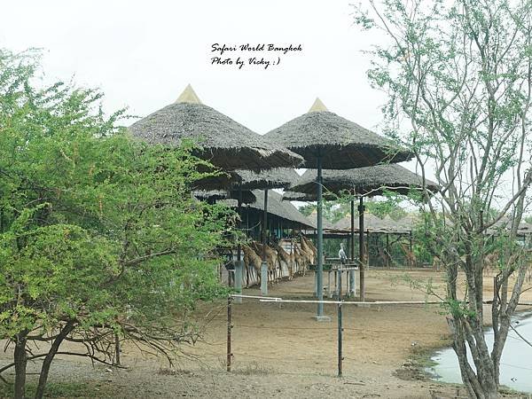 [泰國曼谷] 賽佛瑞野生動物園 (Safari World)
