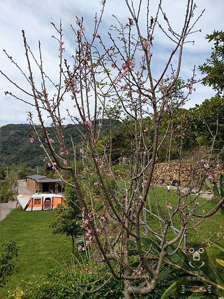 松旺_190331_0076.jpg