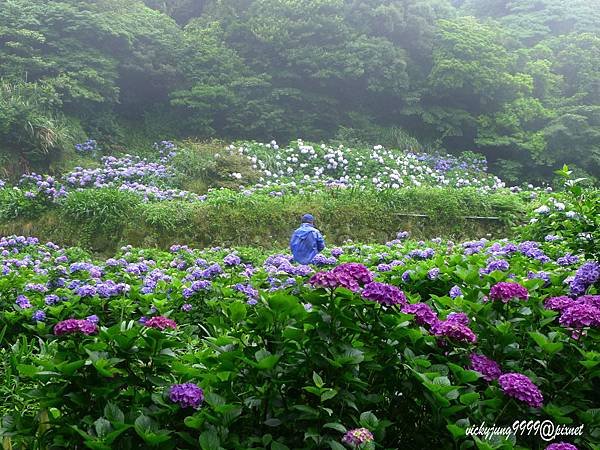 繡球花-2