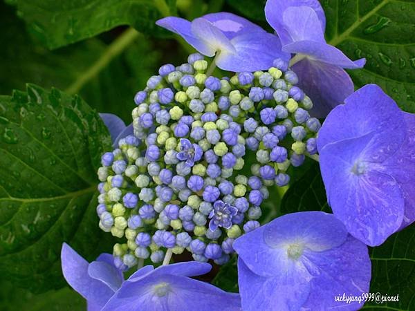 繡球花-8