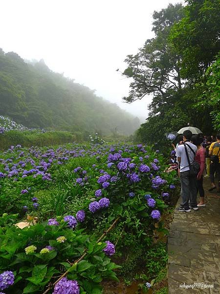 繡球花-14