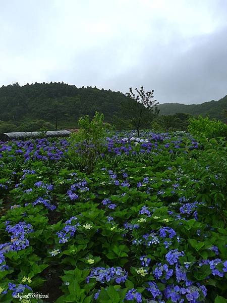 繡球花-17