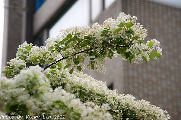 DSC04042.jpg