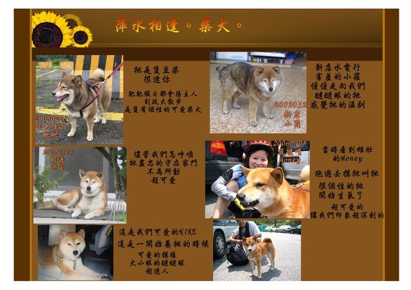 柴犬3-1.jpg