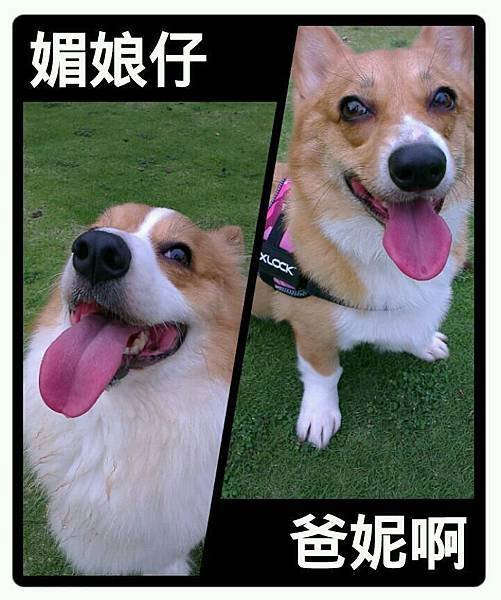 肥短二人組