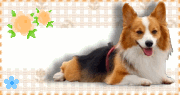 紅基.gif